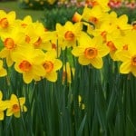 plants that are dangerous to pets
