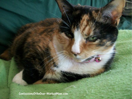Tortoise Shell Cat Tortoise Shell Cat