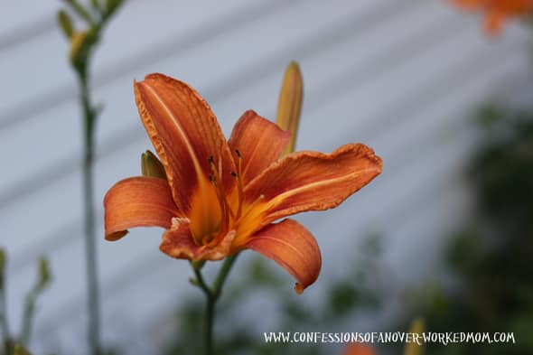 Lily with no flash Lily with no flash