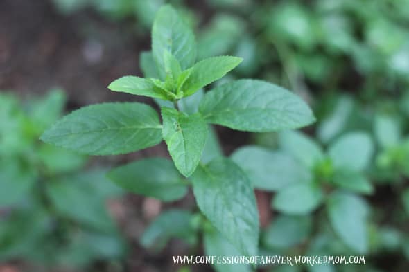 spearmint spearmint