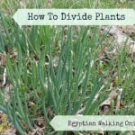 How to divide plants
