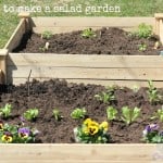 How to make a salad garden