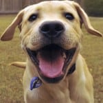 Image provided by sponsor
