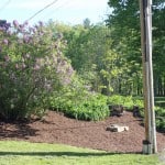 Vermont photograph lilacs and landscaping