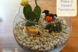 Desert Terrarium